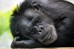 A chimpanzee  watches people at Liberec Zoo