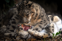 Snow leopards playing together in an enclosure at the Jihlava Zoo