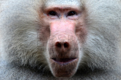 Hamadryas baboon