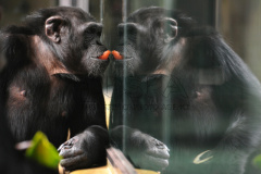 Chimp looks at itself reflected in glass