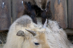 A one month old Golden takin