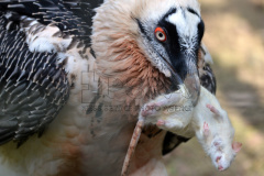 Bearded vulture at Liberec Zoo