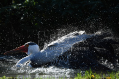 A couple Wattled crane
