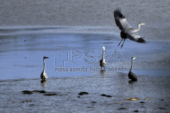 A gray herons on the Zabakor Pond
