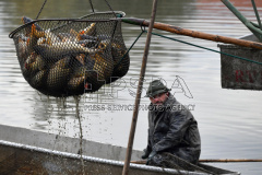 Fishermen pulling fishing from a pond during the traditional carp haul in the Zabakor 
