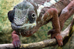 Chameleon at Dvur Kralove Zoo