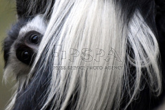 Angolan Colobus (Colobus guereza) and young in the enclosure at Safari Park Dvur Kralove