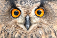A Eurasian eagle-owl