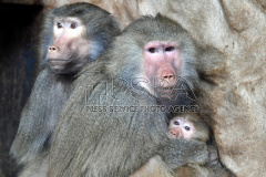 Hamadryas baboon family at Liberec Zoo
