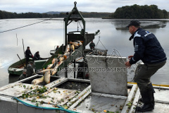 Fishermen pulling fishing from a pond during the traditional carp haul in the Zabakor 