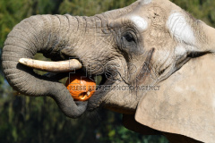 African elephant with a pumpkin at Safari Park Zoo Dvur Kralove nad Labem 