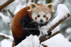Red Panda at Liberec Zoo 