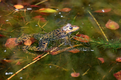 Common frog during autumn weather