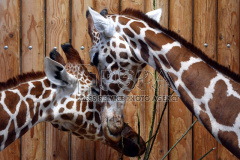 Reticulated giraffes at Safari Park Dvur Kralove 