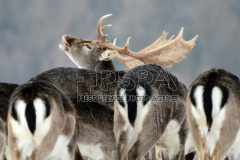  Fallow deer standing in a meadow during winter day 