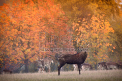 A deer stands in autumn forest