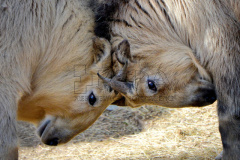 Golden takin at Liberec Zoo