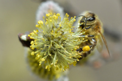 A bee collects pollen from flowers