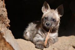 The cubs were born in June 2023