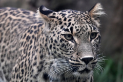 A Persian leopard