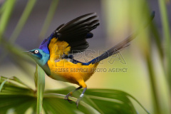 Golden-breasted Starling