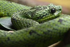 The African Bush Viper
