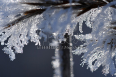 Frozen grass and leaves covered with melting ice 