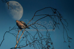European turtle dove against a moon