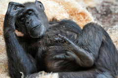 Chimpanzee at Safari Park Dvur Kralove nad Labem 
