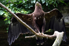 Greater Spotted Eagle