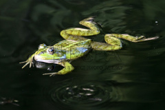 Edible frog in a forest pond