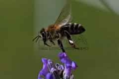 A bee collects pollen from Lavender flowers