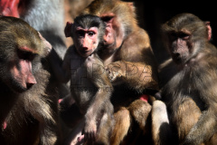Four Hamadryas baboon babies 