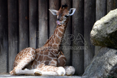 A five-day-old baby Rothschild